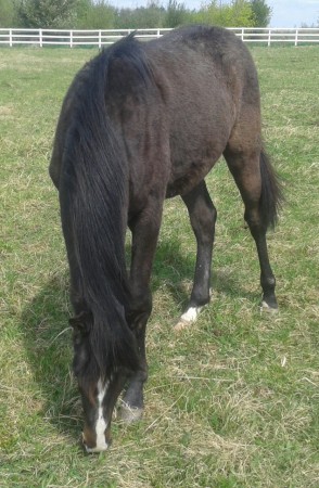 Anil (Pb), a.d. Foto 11 Monate alt